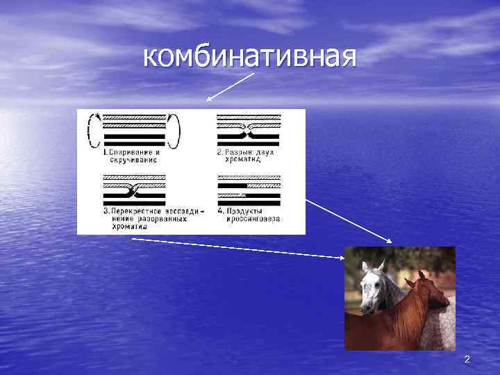 комбинативная 2 