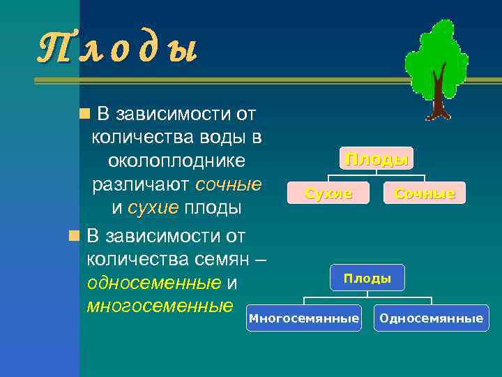 Плоды n В зависимости от количества воды в околоплоднике различают сочные и сухие плоды