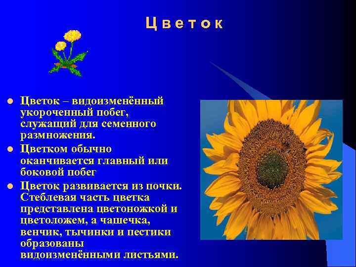 Цветок l l l Цветок – видоизменённый укороченный побег, служащий для семенного размножения. Цветком