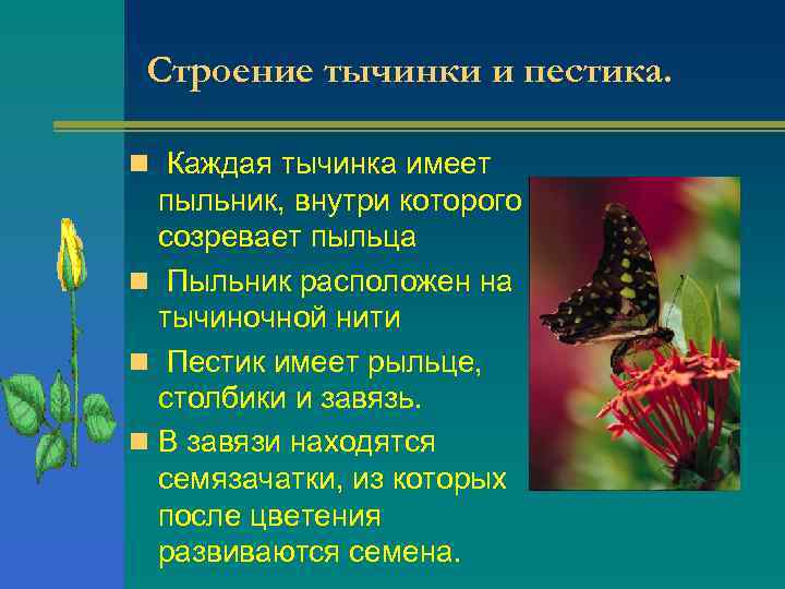 Строение тычинки и пестика. n Каждая тычинка имеет пыльник, внутри которого созревает пыльца n