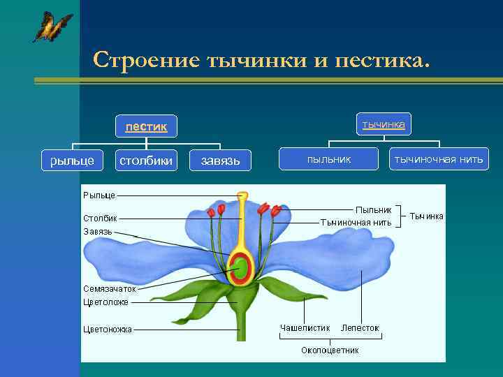 Строение тычинки и пестика. тычинка пестик рыльце столбики завязь пыльник тычиночная нить 