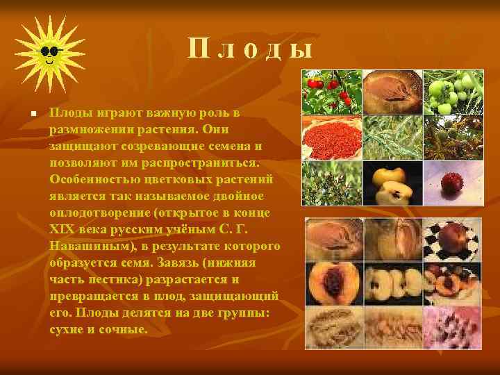 Плоды n Плоды играют важную роль в размножении растения. Они защищают созревающие семена и