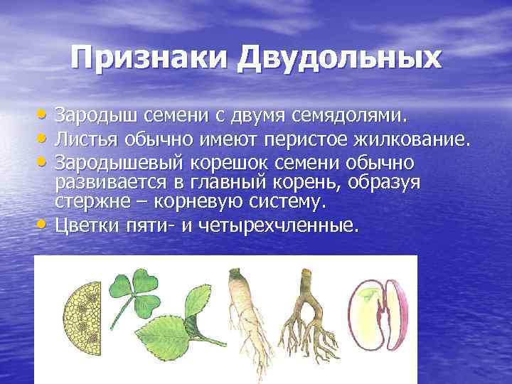 Признаки Двудольных • Зародыш семени с двумя семядолями. • Листья обычно имеют перистое жилкование.