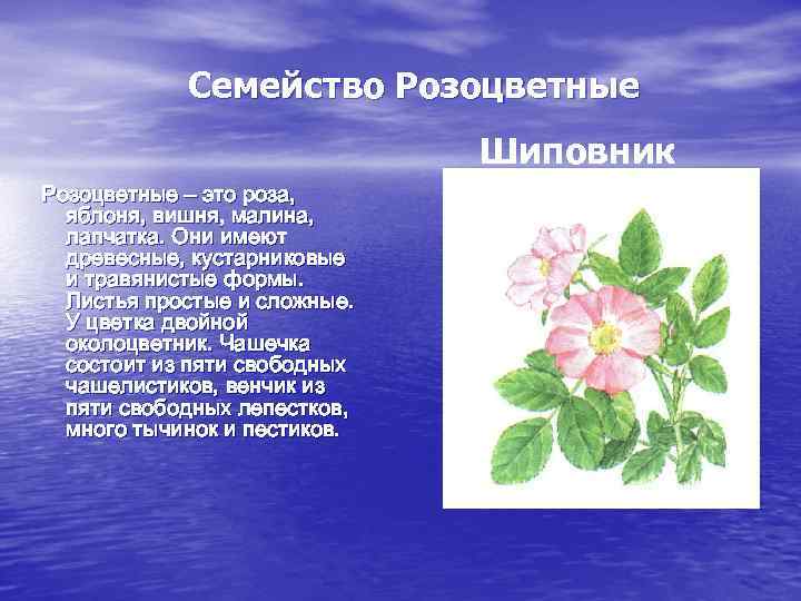 Семейство Розоцветные Шиповник Розоцветные – это роза, яблоня, вишня, малина, лапчатка. Они имеют древесные,