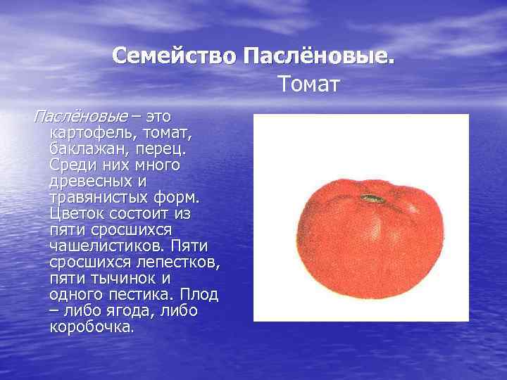 Семейство Паслёновые. Томат Паслёновые – это картофель, томат, баклажан, перец. Среди них много древесных