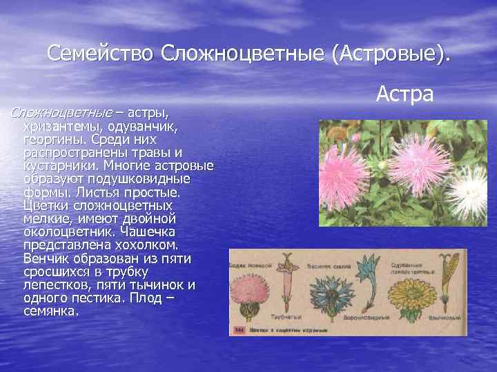Семейство Сложноцветные (Астровые). Сложноцветные – астры, хризантемы, одуванчик, георгины. Среди них распространены травы и