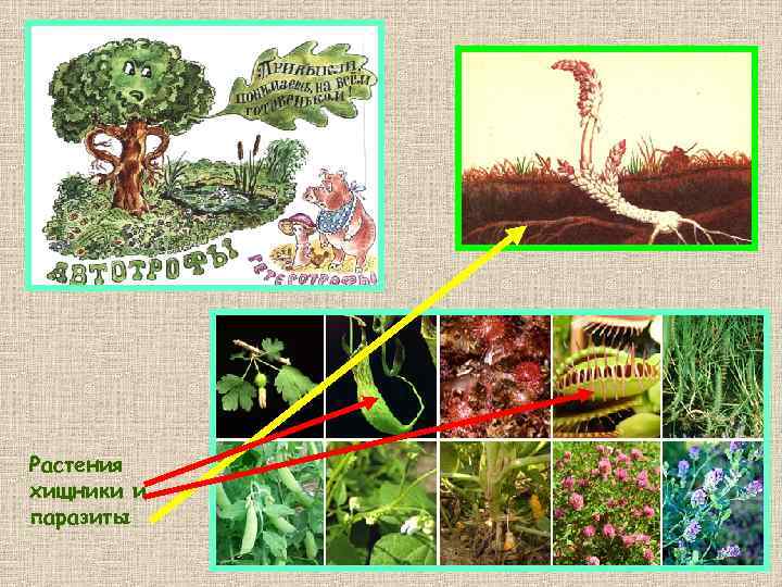 Растения хищники и паразиты 