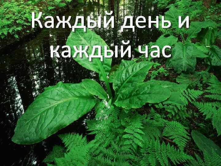 Каждый день и каждый час 