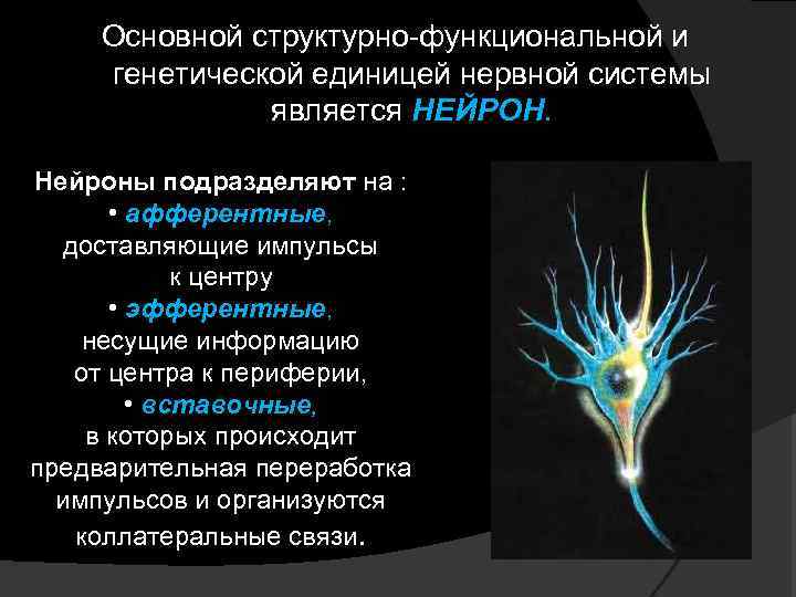 Основной структурно-функциональной и генетической единицей нервной системы является НЕЙРОН. Нейроны подразделяют на : •