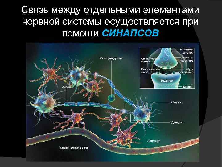Связь между отдельными элементами нервной системы осуществляется при помощи СИНАПСОВ 