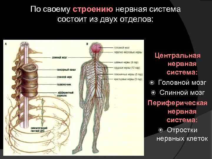 По своему строению нервная система состоит из двух отделов: Центральная нервная система: Головной мозг