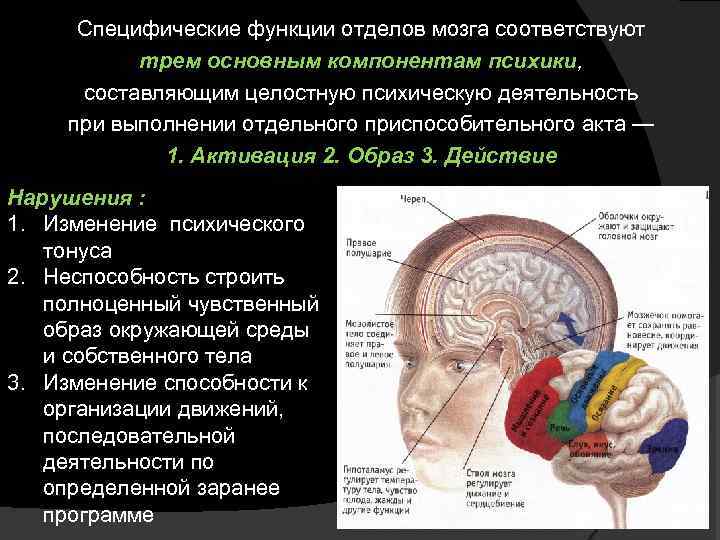 Специфические функции отделов мозга соответствуют трем основным компонентам психики, составляющим целостную психическую деятельность при
