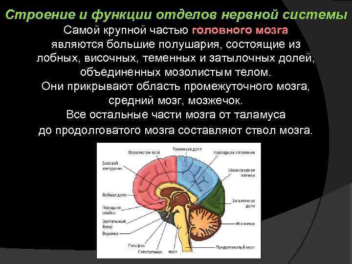 Строение и функции отделов нервной системы Самой крупной частью головного мозга являются большие полушария,