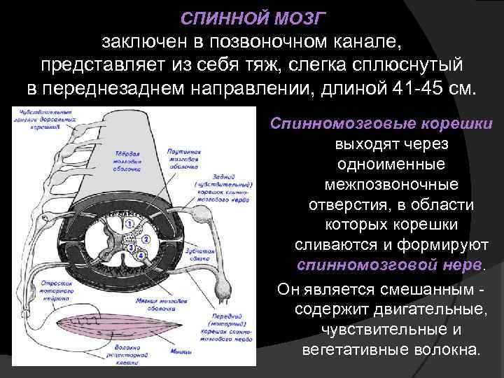 СПИННОЙ МОЗГ заключен в позвоночном канале, представляет из себя тяж, слегка сплюснутый в переднезаднем