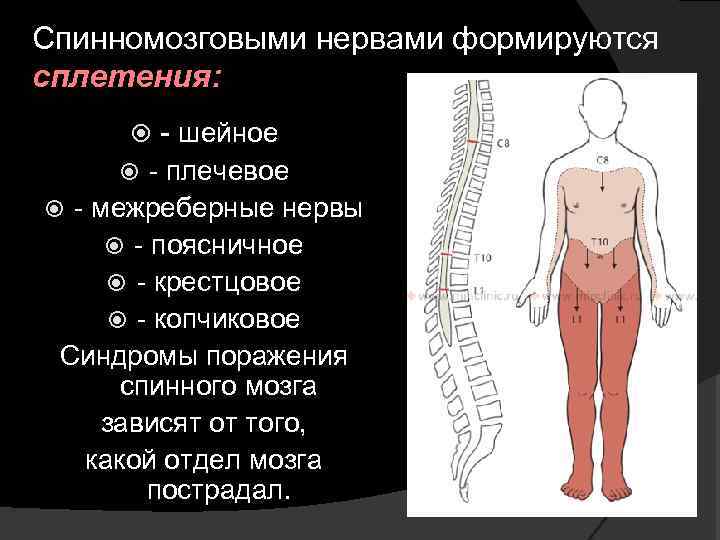 Спинномозговыми нервами формируются сплетения: - шейное - плечевое - межреберные нервы - поясничное -