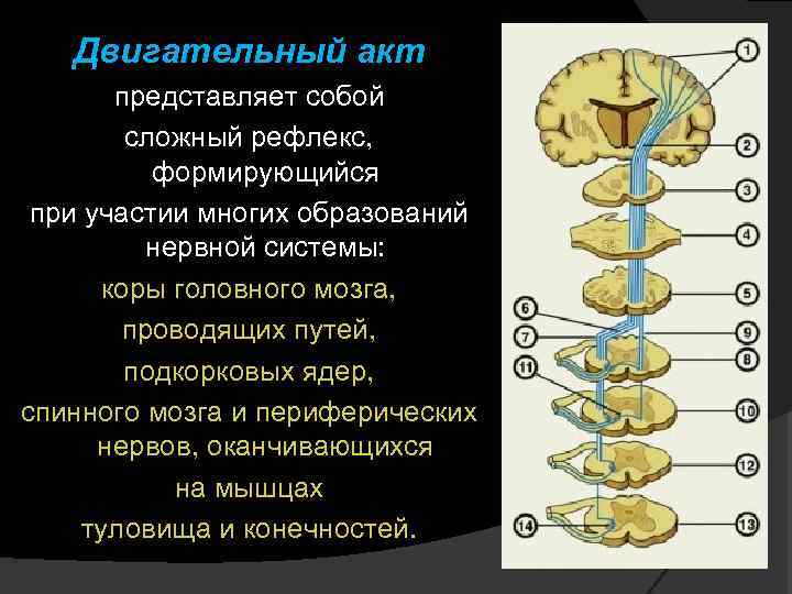 Головной мозг и нервы образуют. Кортико пирамидный путь. Схема двигательного акта. Схема двигательного акта нервной системы. Схемы проводящих путей головного и спинного мозга.