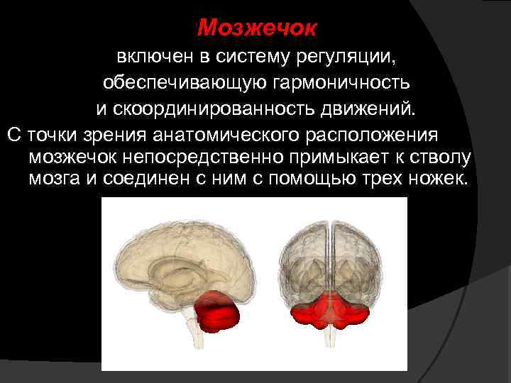 Мозжечок включен в систему регуляции, обеспечивающую гармоничность и скоординированность движений. С точки зрения анатомического