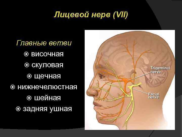 Лицевой нерв (VII) Главные ветви височная скуловая щечная нижнечелюстная шейная задняя ушная 