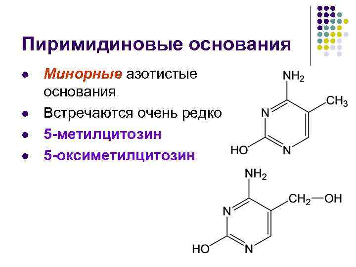 Пиримидиновые основания l l Минорные азотистые основания Встречаются очень редко 5 -метилцитозин 5 -оксиметилцитозин