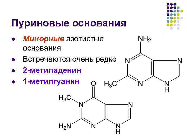 Пуриновые основания l l Минорные азотистые основания Встречаются очень редко 2 -метиладенин 1 -метилгуанин