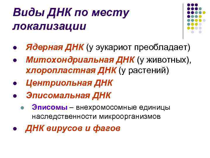 Виды ДНК по месту локализации Ядерная ДНК (у эукариот преобладает) Митохондриальная ДНК (у животных),