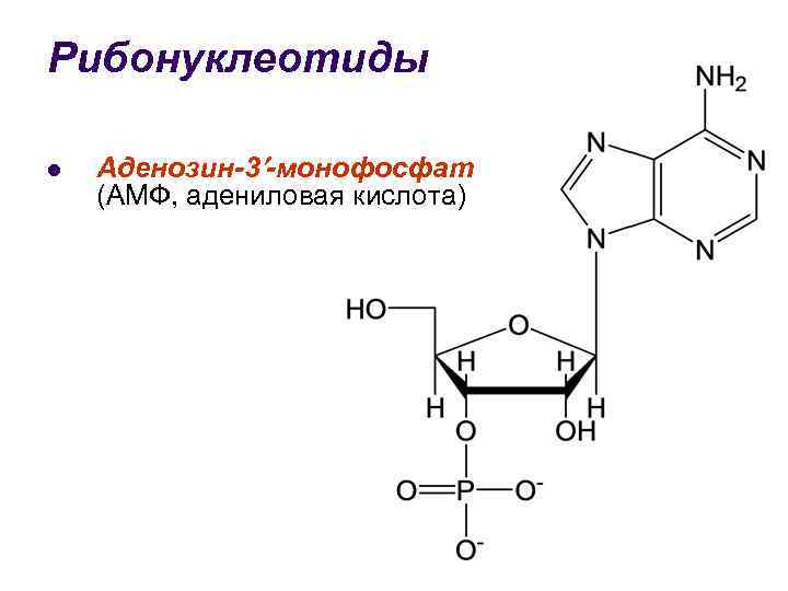 Схема образования аденозина