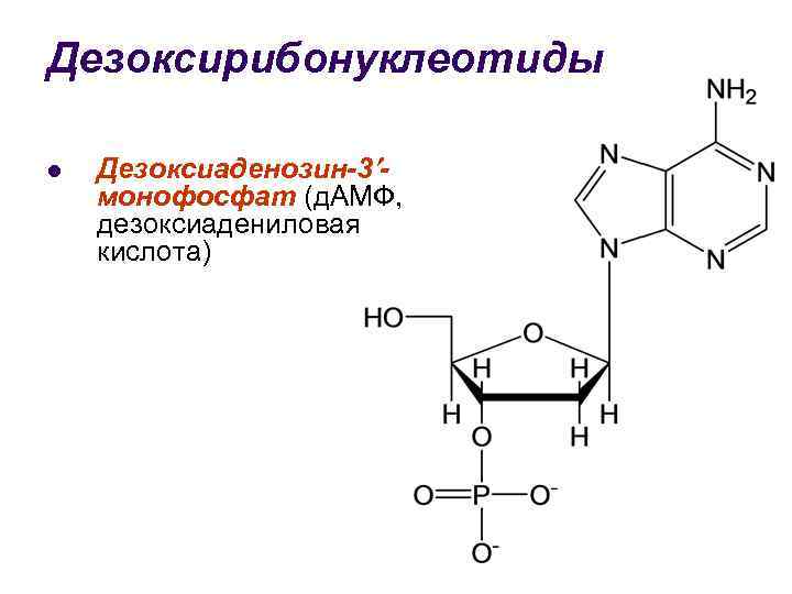 Дезоксирибонуклеотиды l Дезоксиаденозин-3 монофосфат (д. АМФ, дезоксиадениловая кислота) 