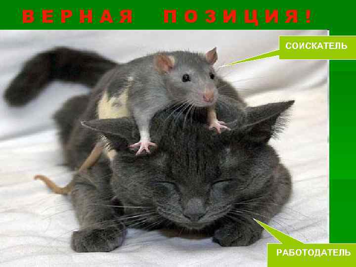 ВЕРНАЯ ПОЗИЦИЯ! СОИСКАТЕЛЬ РАБОТОДАТЕЛЬ 