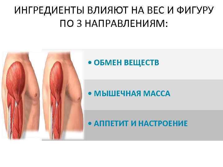ИНГРЕДИЕНТЫ ВЛИЯЮТ НА ВЕС И ФИГУРУ ПО 3 НАПРАВЛЕНИЯМ: • ОБМЕН ВЕЩЕСТВ • МЫШЕЧНАЯ