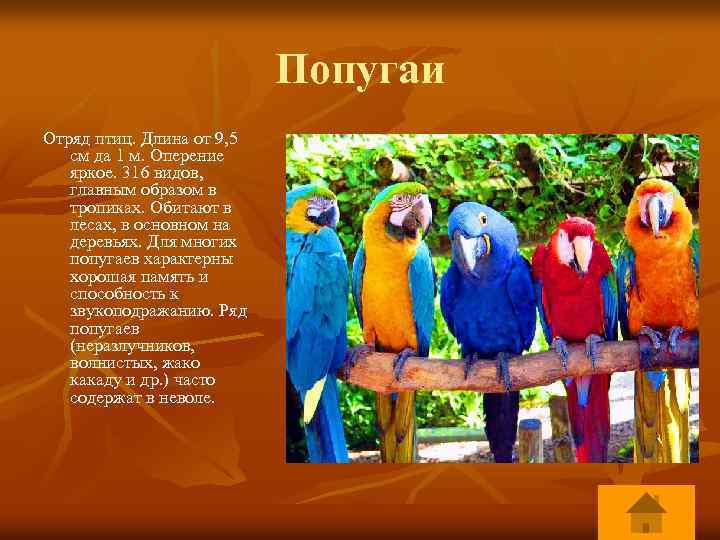 Попугаи Отряд птиц. Длина от 9, 5 см да 1 м. Оперение яркое. 316