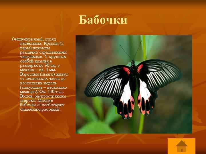 Бабочки (чешуекрылые), отряд насекомых. Крылья (2 пары) покрыты различно окрашенными чешуйками. У крупных особей