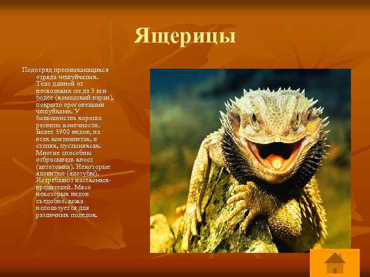 Ящерицы Подотряд пресмыкающихся отряда чешуйчатых. Тело длиной от нескольких см да 3 м и