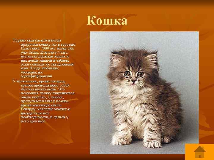Кошка Трудно сказать кто и когда приручил кошку, но в городах Палестина 7000 лет
