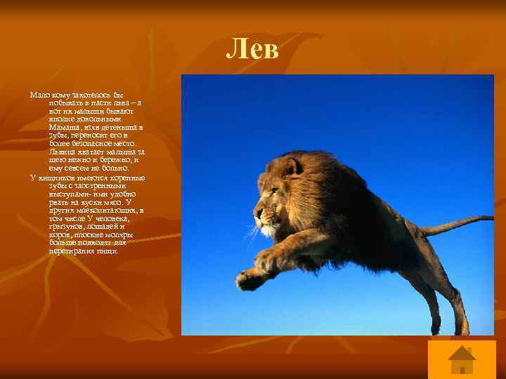 Лев Мало кому захотелось бы побывать в пасти льва – а вот их малыши