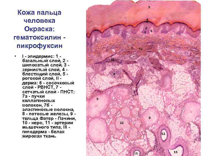 Кожа пальца человека Окраска: гематоксилин пикрофуксин • I - эпидермис: 1 базальный слой, 2