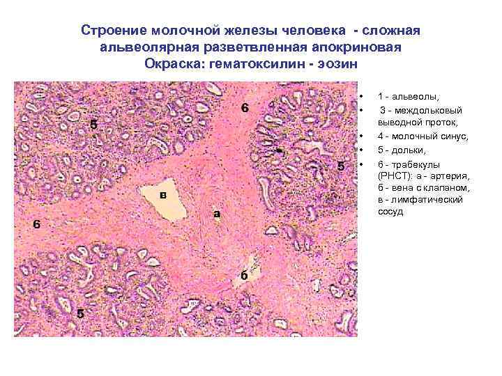 Строение молочной железы человека - сложная альвеолярная разветвленная апокриновая Окраска: гематоксилин - эозин •