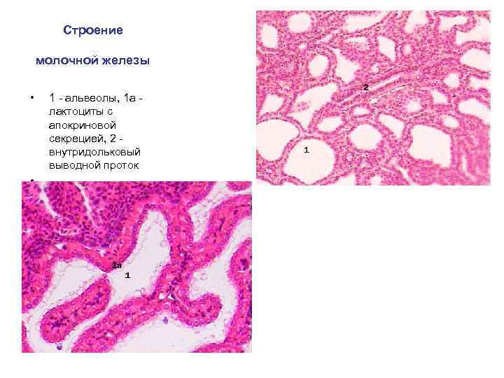 Строение молочной железы • • 1 - альвеолы, 1 а лактоциты с апокриновой секрецией,