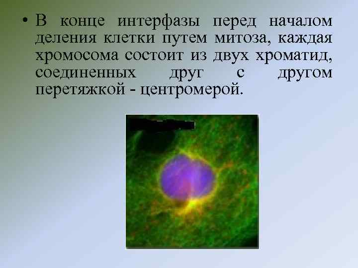  • В конце интерфазы перед началом деления клетки путем митоза, каждая хромосома состоит