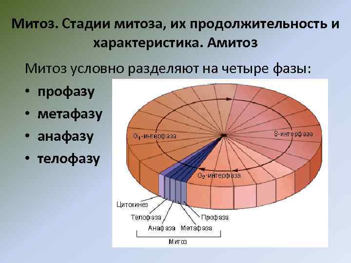 Митоз. Стадии митоза, их продолжительность и характеристика. Амитоз Митоз условно разделяют на четыре фазы: