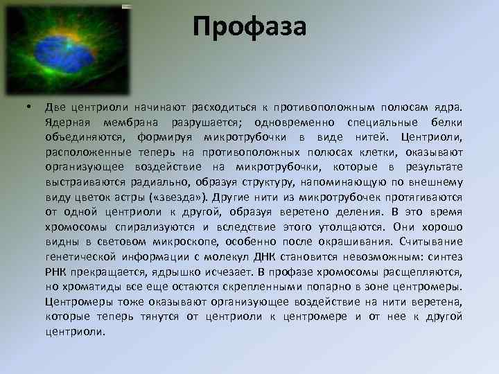 Профаза • Две центриоли начинают расходиться к противоположным полюсам ядра. Ядерная мембрана разрушается; одновременно