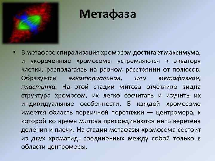 Метафаза • В метафазе спирализация хромосом достигает максимума, и укороченные хромосомы устремляются к экватору