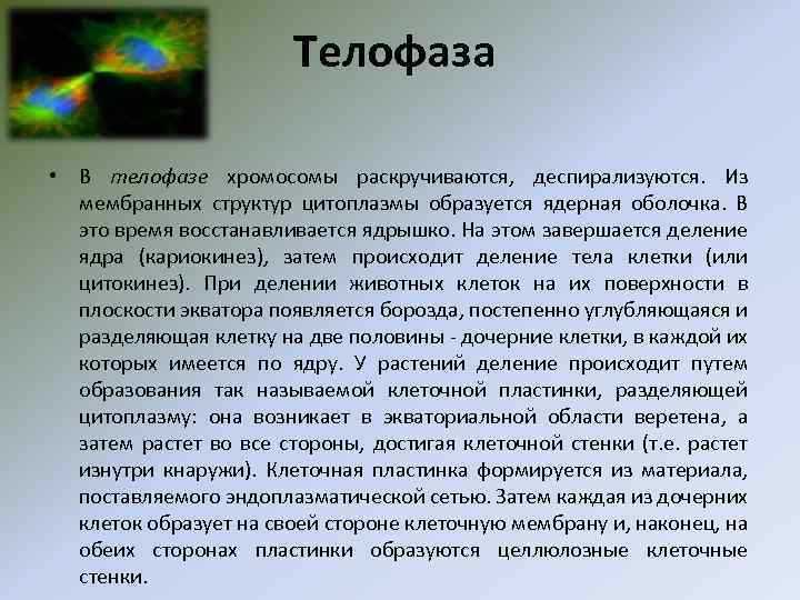 Телофаза • В телофазе хромосомы раскручиваются, деспирализуются. Из мембранных структур цитоплазмы образуется ядерная оболочка.