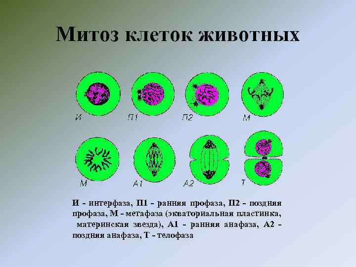 Митоз клеток животных И - интерфаза, П 1 - ранняя профаза, П 2 -