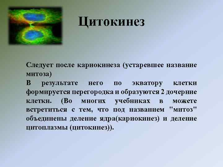 Цитокинез это в биологии