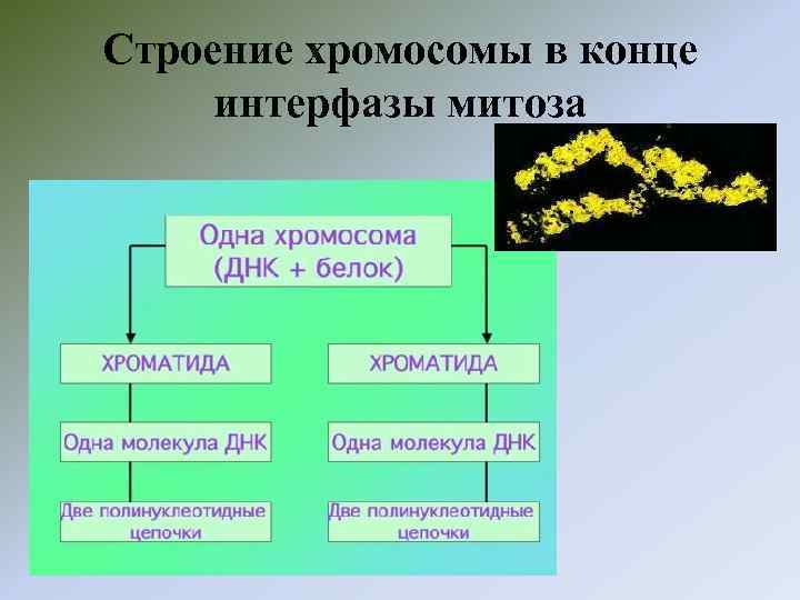 Строение хромосомы в конце интерфазы митоза 