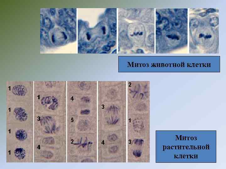 Митоз животной клетки Митоз растительной клетки 