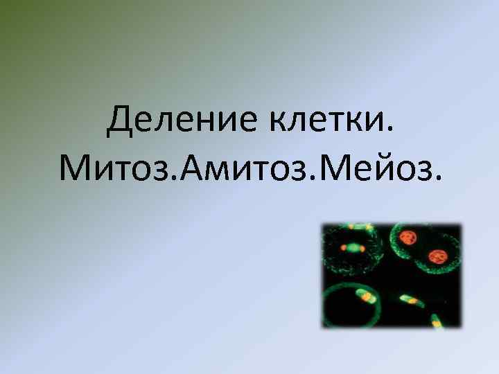 Деление клетки. Митоз. Амитоз. Мейоз. 