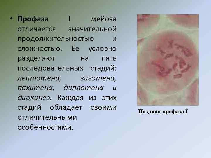  • Профаза I мейоза отличается значительной продолжительностью и сложностью. Ее условно разделяют на
