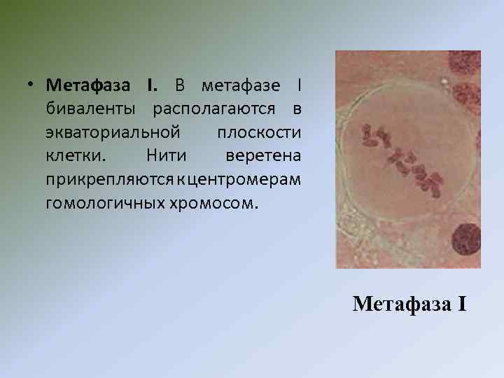  • Метафаза I. В метафазе I биваленты располагаются в экваториальной плоскости клетки. Нити