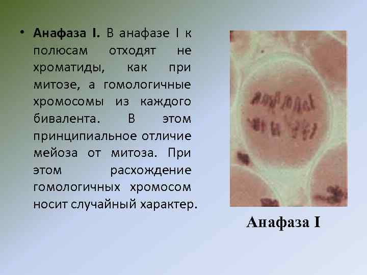  • Анафаза I. В анафазе I к полюсам отходят не хроматиды, как при